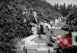 Image of Women and girls picking fruit in an orchard Morocco North Africa, 1942, second 11 stock footage video 65675067422