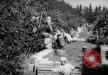 Image of Women and girls picking fruit in an orchard Morocco North Africa, 1942, second 12 stock footage video 65675067422