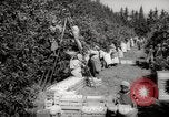 Image of Women and girls picking fruit in an orchard Morocco North Africa, 1942, second 13 stock footage video 65675067422