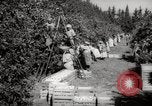 Image of Women and girls picking fruit in an orchard Morocco North Africa, 1942, second 15 stock footage video 65675067422