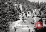 Image of Women and girls picking fruit in an orchard Morocco North Africa, 1942, second 16 stock footage video 65675067422