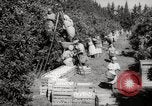 Image of Women and girls picking fruit in an orchard Morocco North Africa, 1942, second 17 stock footage video 65675067422