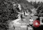 Image of Women and girls picking fruit in an orchard Morocco North Africa, 1942, second 18 stock footage video 65675067422
