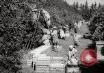 Image of Women and girls picking fruit in an orchard Morocco North Africa, 1942, second 19 stock footage video 65675067422