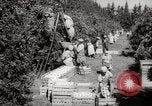 Image of Women and girls picking fruit in an orchard Morocco North Africa, 1942, second 20 stock footage video 65675067422
