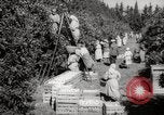 Image of Women and girls picking fruit in an orchard Morocco North Africa, 1942, second 21 stock footage video 65675067422