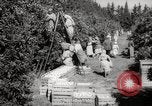 Image of Women and girls picking fruit in an orchard Morocco North Africa, 1942, second 23 stock footage video 65675067422