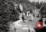 Image of Women and girls picking fruit in an orchard Morocco North Africa, 1942, second 24 stock footage video 65675067422