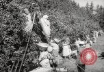 Image of Women and girls picking fruit in an orchard Morocco North Africa, 1942, second 25 stock footage video 65675067422
