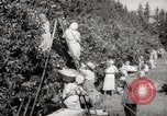 Image of Women and girls picking fruit in an orchard Morocco North Africa, 1942, second 26 stock footage video 65675067422