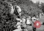 Image of Women and girls picking fruit in an orchard Morocco North Africa, 1942, second 27 stock footage video 65675067422