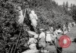 Image of Women and girls picking fruit in an orchard Morocco North Africa, 1942, second 28 stock footage video 65675067422