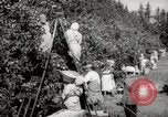 Image of Women and girls picking fruit in an orchard Morocco North Africa, 1942, second 29 stock footage video 65675067422