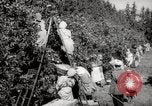 Image of Women and girls picking fruit in an orchard Morocco North Africa, 1942, second 30 stock footage video 65675067422