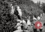 Image of Women and girls picking fruit in an orchard Morocco North Africa, 1942, second 31 stock footage video 65675067422