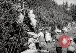 Image of Women and girls picking fruit in an orchard Morocco North Africa, 1942, second 32 stock footage video 65675067422