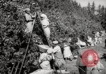 Image of Women and girls picking fruit in an orchard Morocco North Africa, 1942, second 33 stock footage video 65675067422