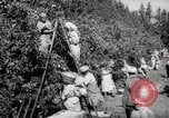 Image of Women and girls picking fruit in an orchard Morocco North Africa, 1942, second 34 stock footage video 65675067422