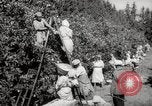 Image of Women and girls picking fruit in an orchard Morocco North Africa, 1942, second 35 stock footage video 65675067422