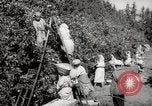 Image of Women and girls picking fruit in an orchard Morocco North Africa, 1942, second 36 stock footage video 65675067422