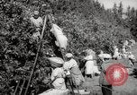 Image of Women and girls picking fruit in an orchard Morocco North Africa, 1942, second 37 stock footage video 65675067422