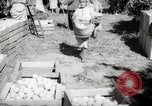 Image of Women and girls picking fruit in an orchard Morocco North Africa, 1942, second 38 stock footage video 65675067422