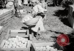 Image of Women and girls picking fruit in an orchard Morocco North Africa, 1942, second 39 stock footage video 65675067422