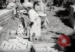 Image of Women and girls picking fruit in an orchard Morocco North Africa, 1942, second 40 stock footage video 65675067422