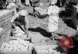 Image of Women and girls picking fruit in an orchard Morocco North Africa, 1942, second 42 stock footage video 65675067422