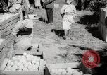 Image of Women and girls picking fruit in an orchard Morocco North Africa, 1942, second 43 stock footage video 65675067422