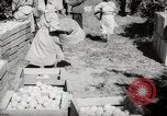 Image of Women and girls picking fruit in an orchard Morocco North Africa, 1942, second 44 stock footage video 65675067422