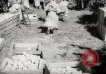 Image of Women and girls picking fruit in an orchard Morocco North Africa, 1942, second 45 stock footage video 65675067422