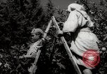 Image of Women and girls picking fruit in an orchard Morocco North Africa, 1942, second 46 stock footage video 65675067422