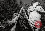 Image of Women and girls picking fruit in an orchard Morocco North Africa, 1942, second 48 stock footage video 65675067422