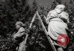 Image of Women and girls picking fruit in an orchard Morocco North Africa, 1942, second 49 stock footage video 65675067422