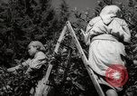 Image of Women and girls picking fruit in an orchard Morocco North Africa, 1942, second 50 stock footage video 65675067422