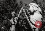 Image of Women and girls picking fruit in an orchard Morocco North Africa, 1942, second 53 stock footage video 65675067422