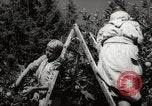 Image of Women and girls picking fruit in an orchard Morocco North Africa, 1942, second 55 stock footage video 65675067422