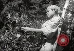 Image of Women and girls picking fruit in an orchard Morocco North Africa, 1942, second 56 stock footage video 65675067422