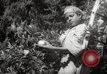 Image of Women and girls picking fruit in an orchard Morocco North Africa, 1942, second 57 stock footage video 65675067422