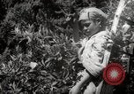 Image of Women and girls picking fruit in an orchard Morocco North Africa, 1942, second 58 stock footage video 65675067422