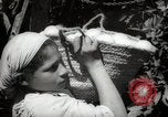 Image of Women and girls picking fruit in an orchard Morocco North Africa, 1942, second 59 stock footage video 65675067422