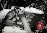 Image of Women and girls picking fruit in an orchard Morocco North Africa, 1942, second 60 stock footage video 65675067422