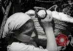 Image of Women and girls picking fruit in an orchard Morocco North Africa, 1942, second 61 stock footage video 65675067422
