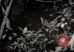 Image of Women and girls picking fruit in an orchard Morocco North Africa, 1942, second 62 stock footage video 65675067422