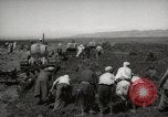 Image of Tilling the soil by machine and by animal Morocco North Africa, 1942, second 4 stock footage video 65675067423