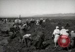 Image of Tilling the soil by machine and by animal Morocco North Africa, 1942, second 6 stock footage video 65675067423
