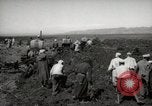 Image of Tilling the soil by machine and by animal Morocco North Africa, 1942, second 7 stock footage video 65675067423