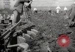 Image of Tilling the soil by machine and by animal Morocco North Africa, 1942, second 41 stock footage video 65675067423