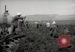 Image of Tilling the soil by machine and by animal Morocco North Africa, 1942, second 49 stock footage video 65675067423